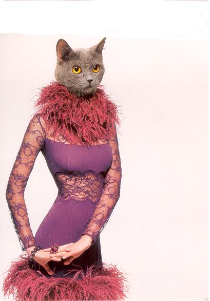 Photo (ou image) de Solsichat