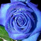 Photo (ou image) de saturn